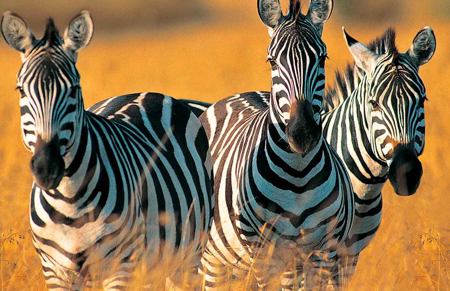 Mikumi-National-Park-Safari-2