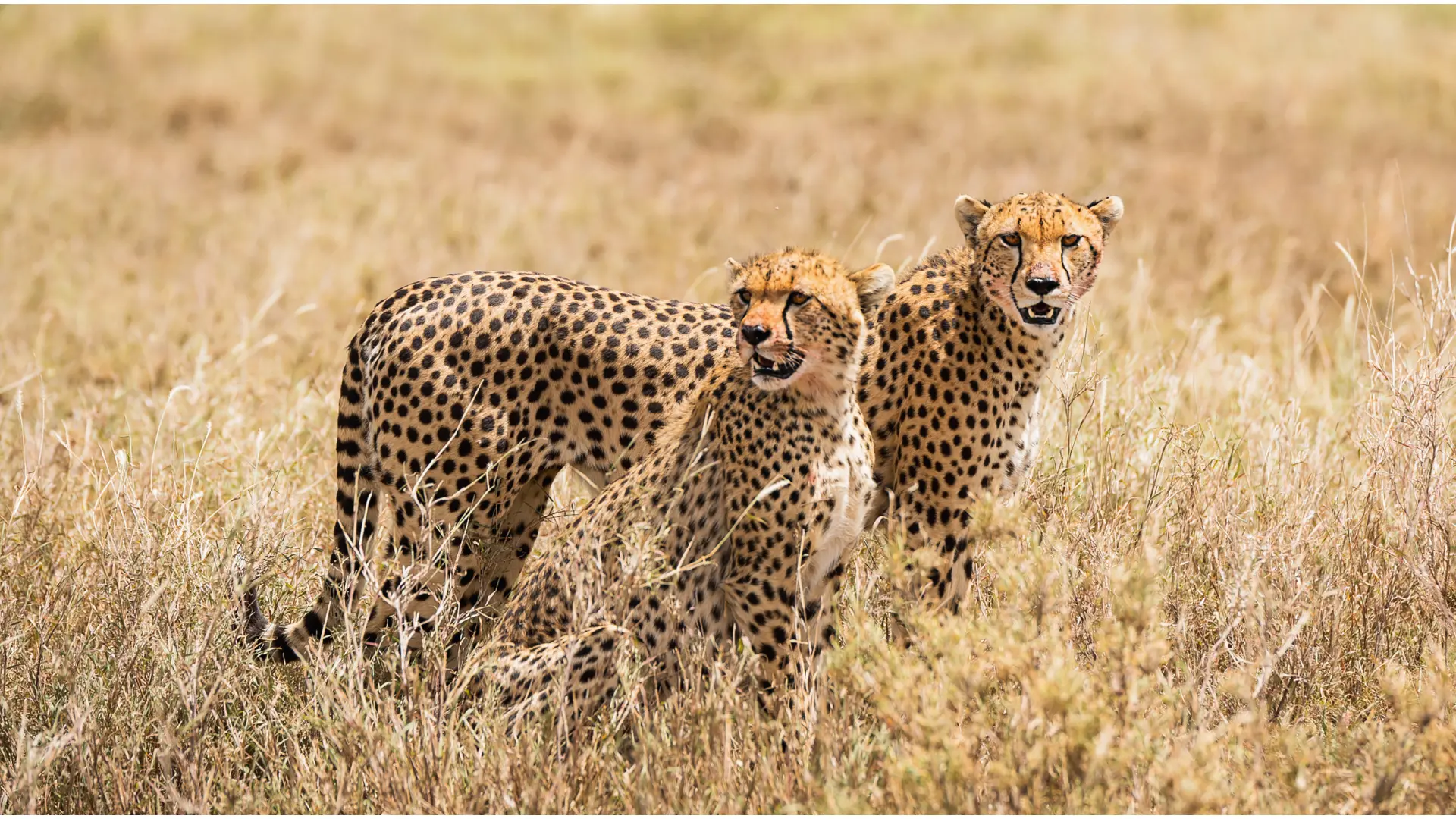 Serengeti-National-Park-The-Ultimate-Safari-Destination