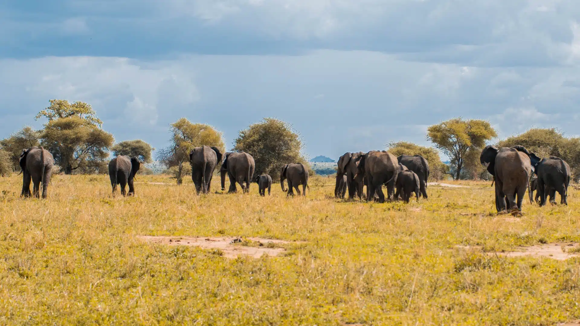 TARANGIRE-2