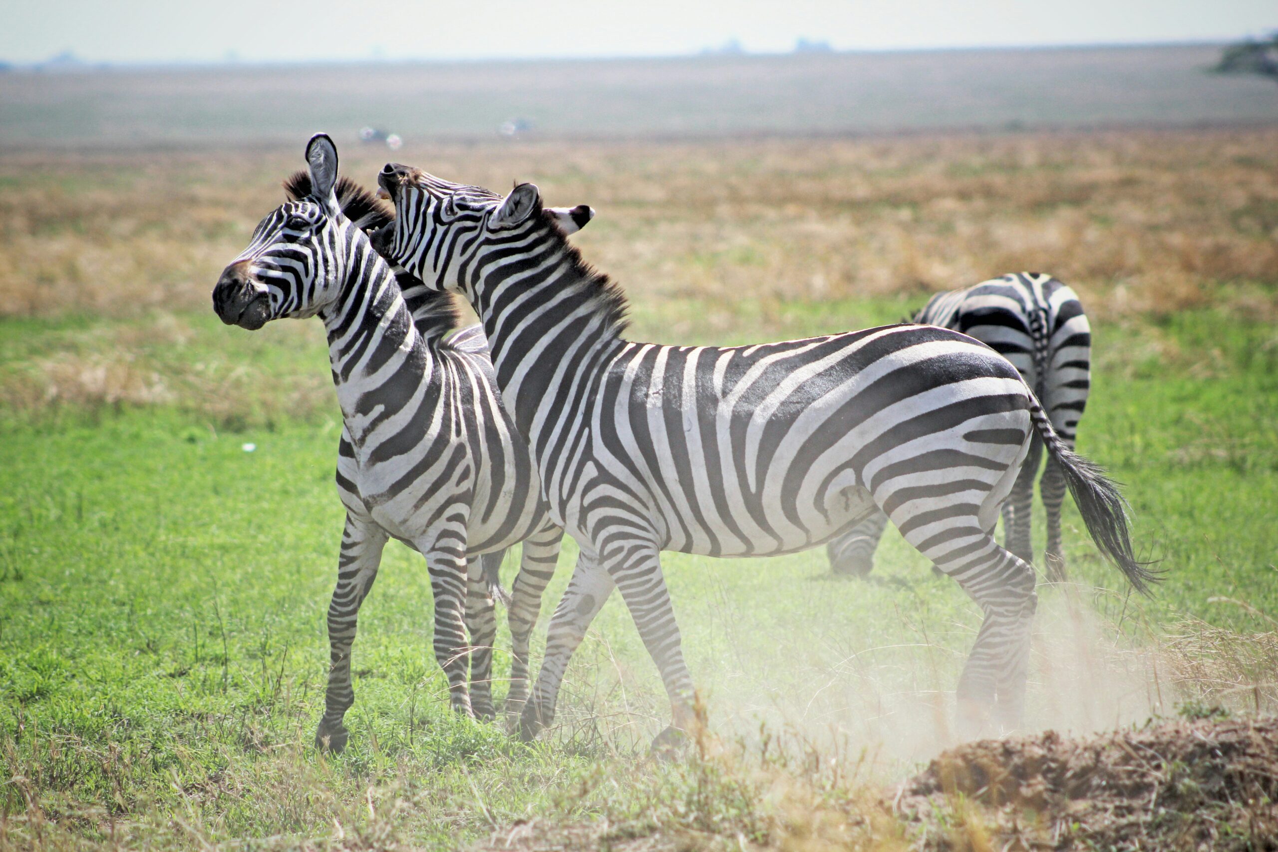 little-john-Zd2SGrMOzdM-unsplash-scaled