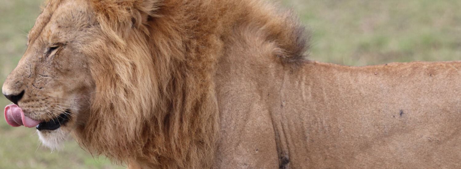 ruaha-national-park-banner