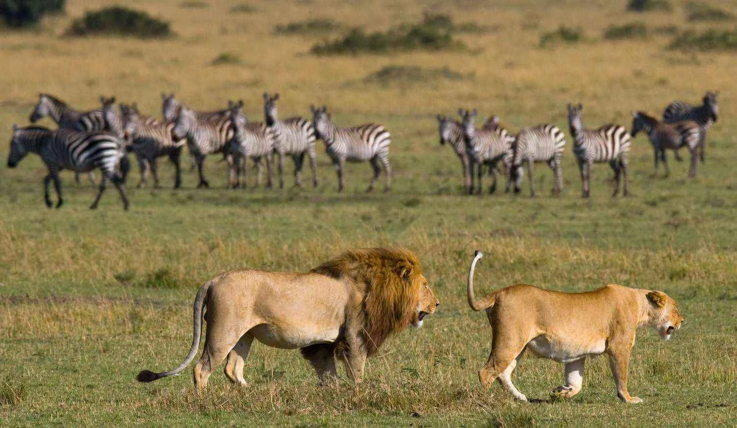 safari3