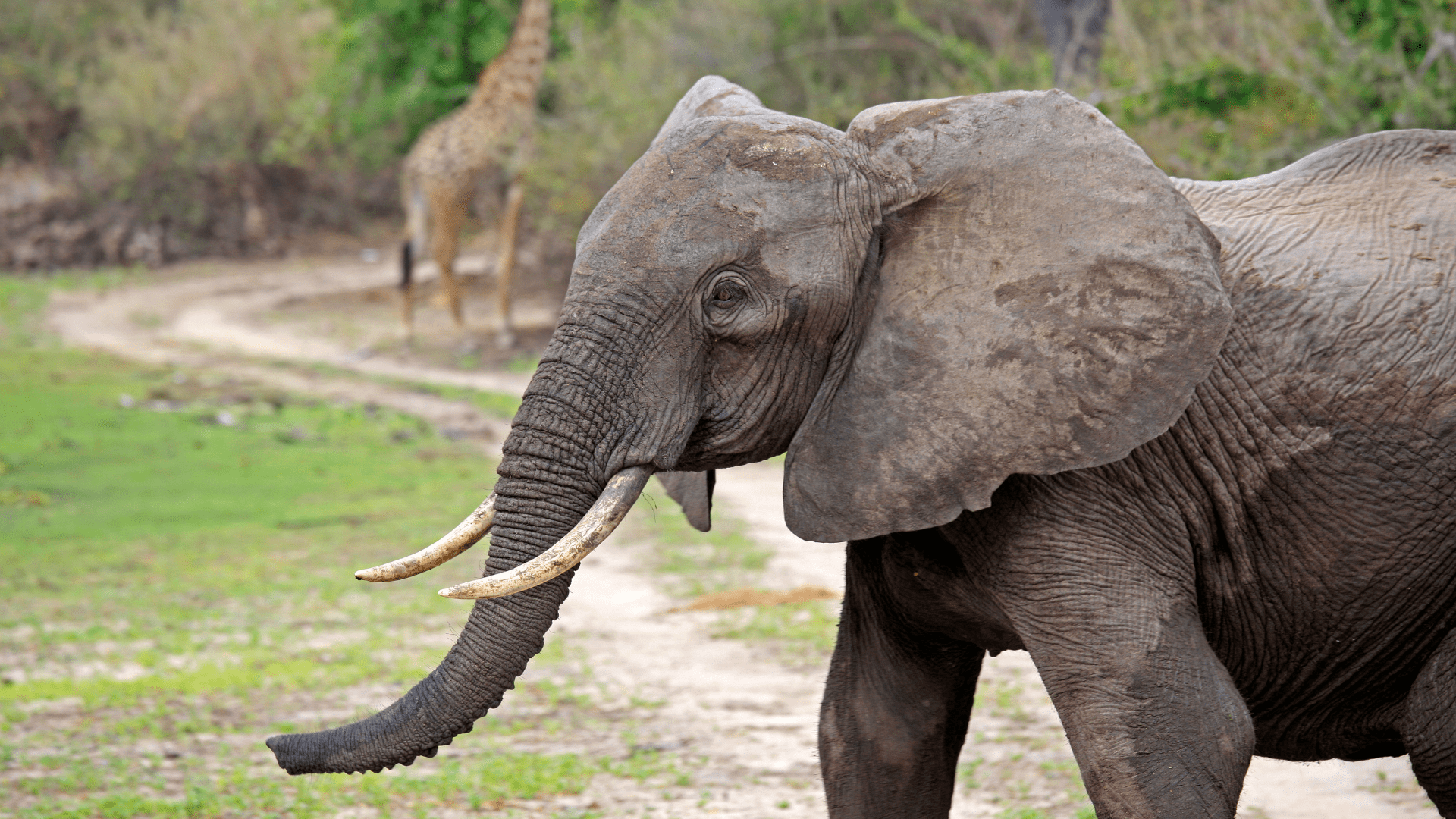 selous-game-reserve-4